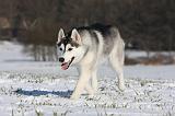 SIBERIAN HUSKY 473